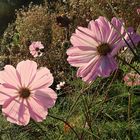 Blüten im Gegenlicht der Herbstsonne