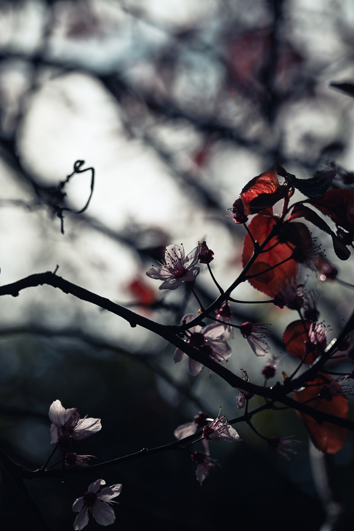 Blüten im Gegenlicht.