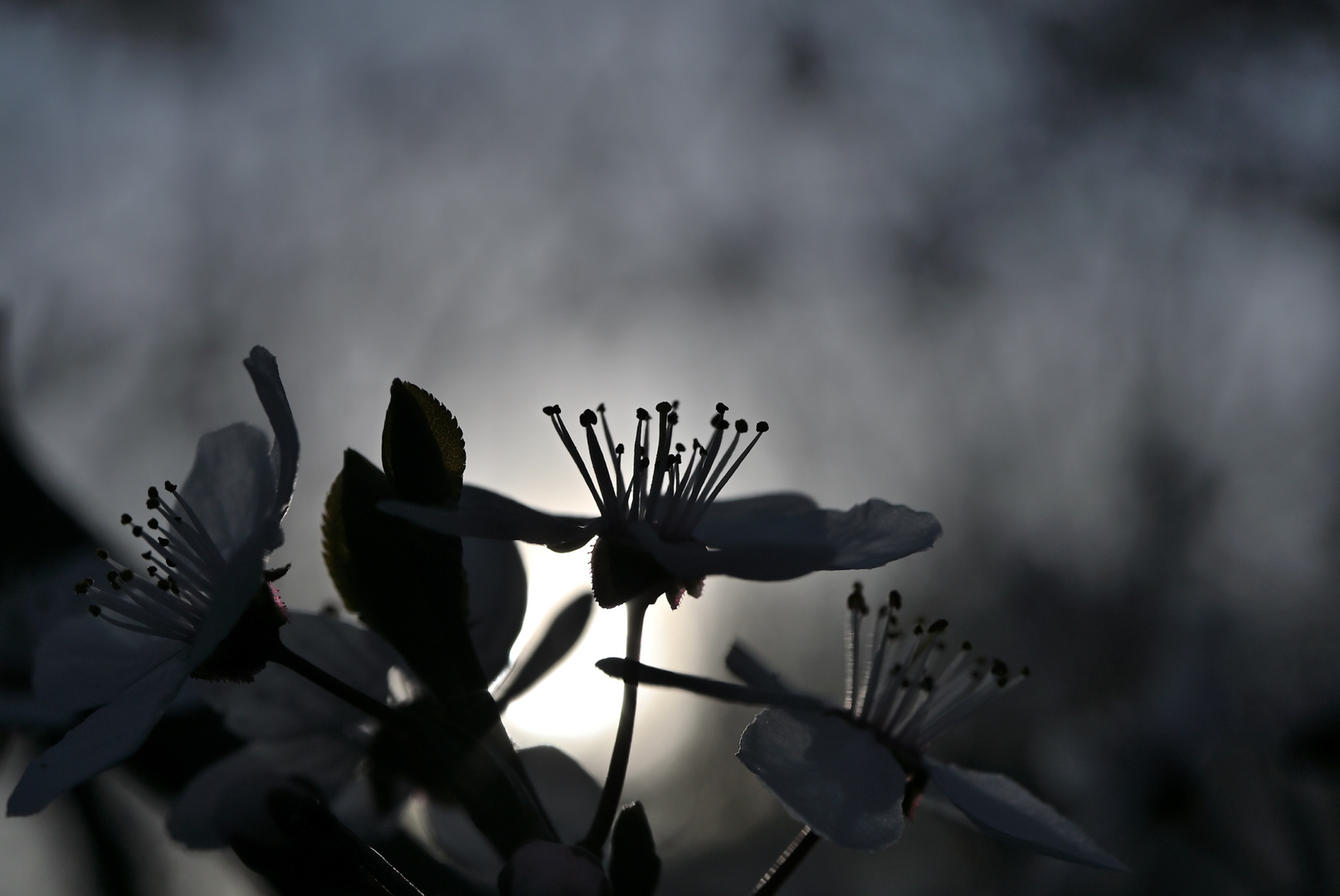 Blüten im Gegenlicht