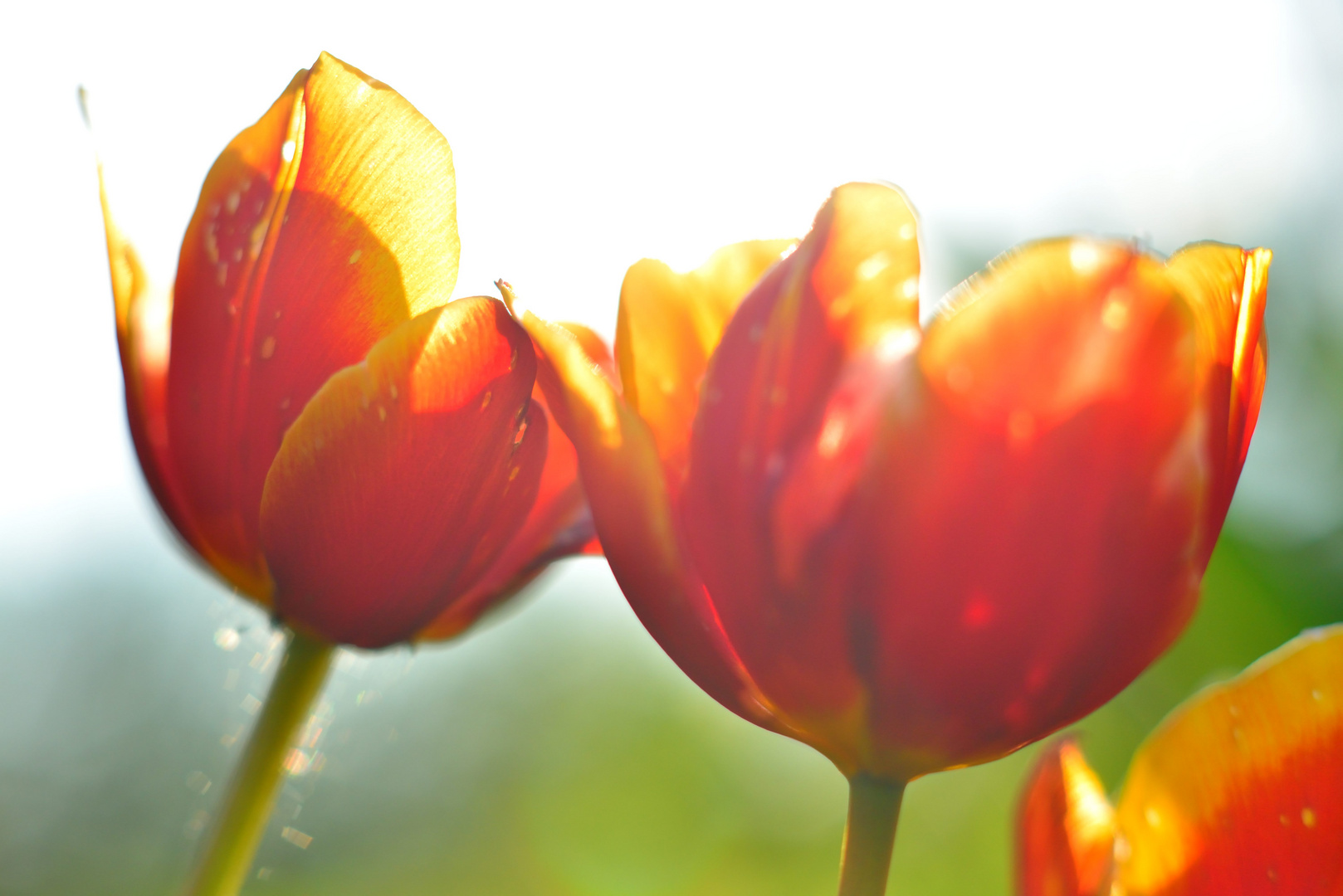 Blüten im Gegenlicht