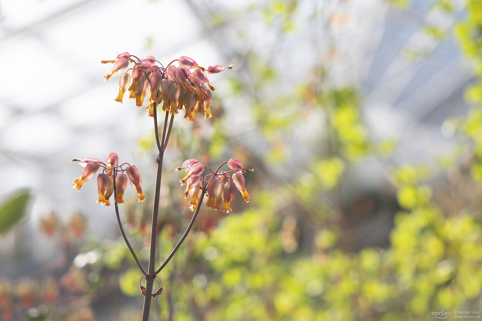 Blüten im Gegenlicht