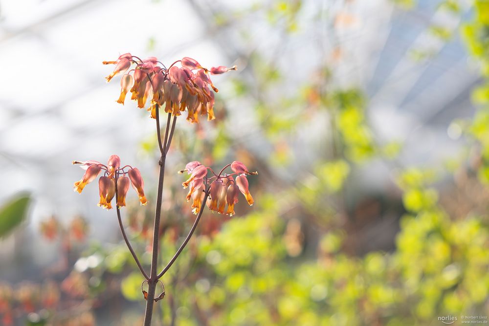 Blüten im Gegenlicht