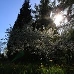 Blüten im Gegenlicht