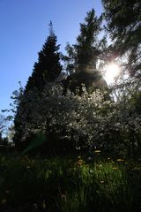 Blüten im Gegenlicht