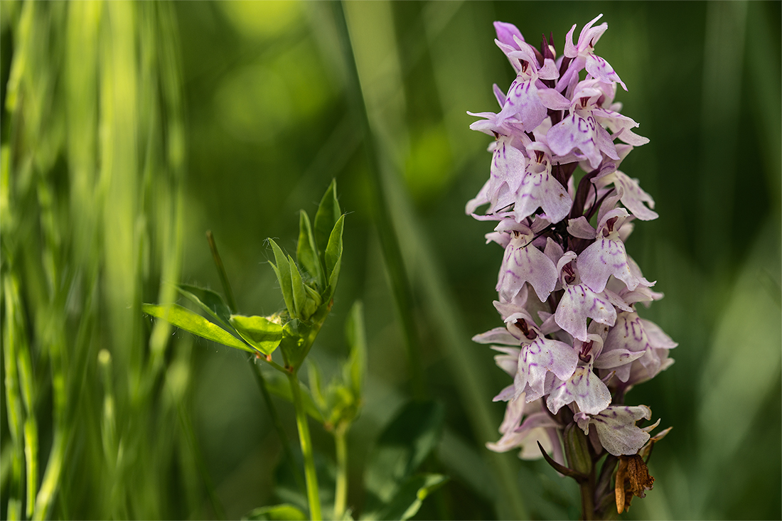 Blüten im Grün