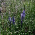 Blüten im Grünen