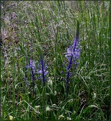 Blüten im Grünen