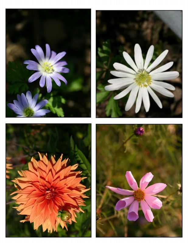 Blüten im Hausgarten