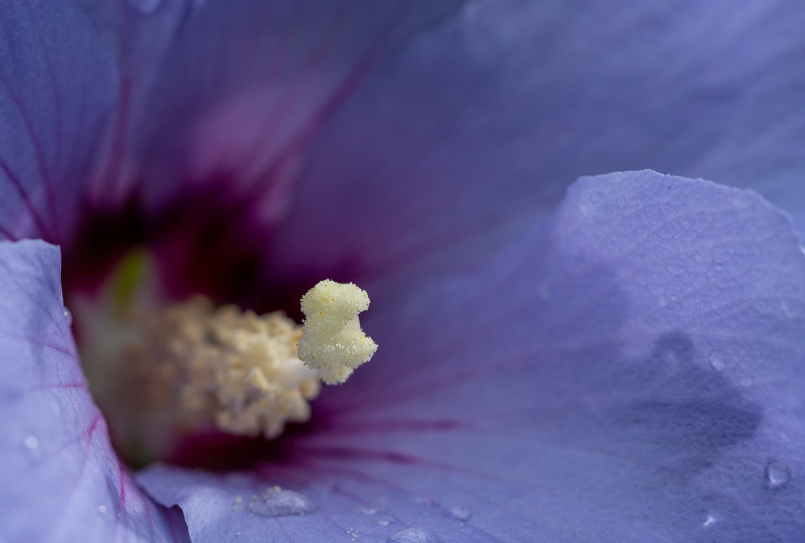 Blüten im heimischen Garten