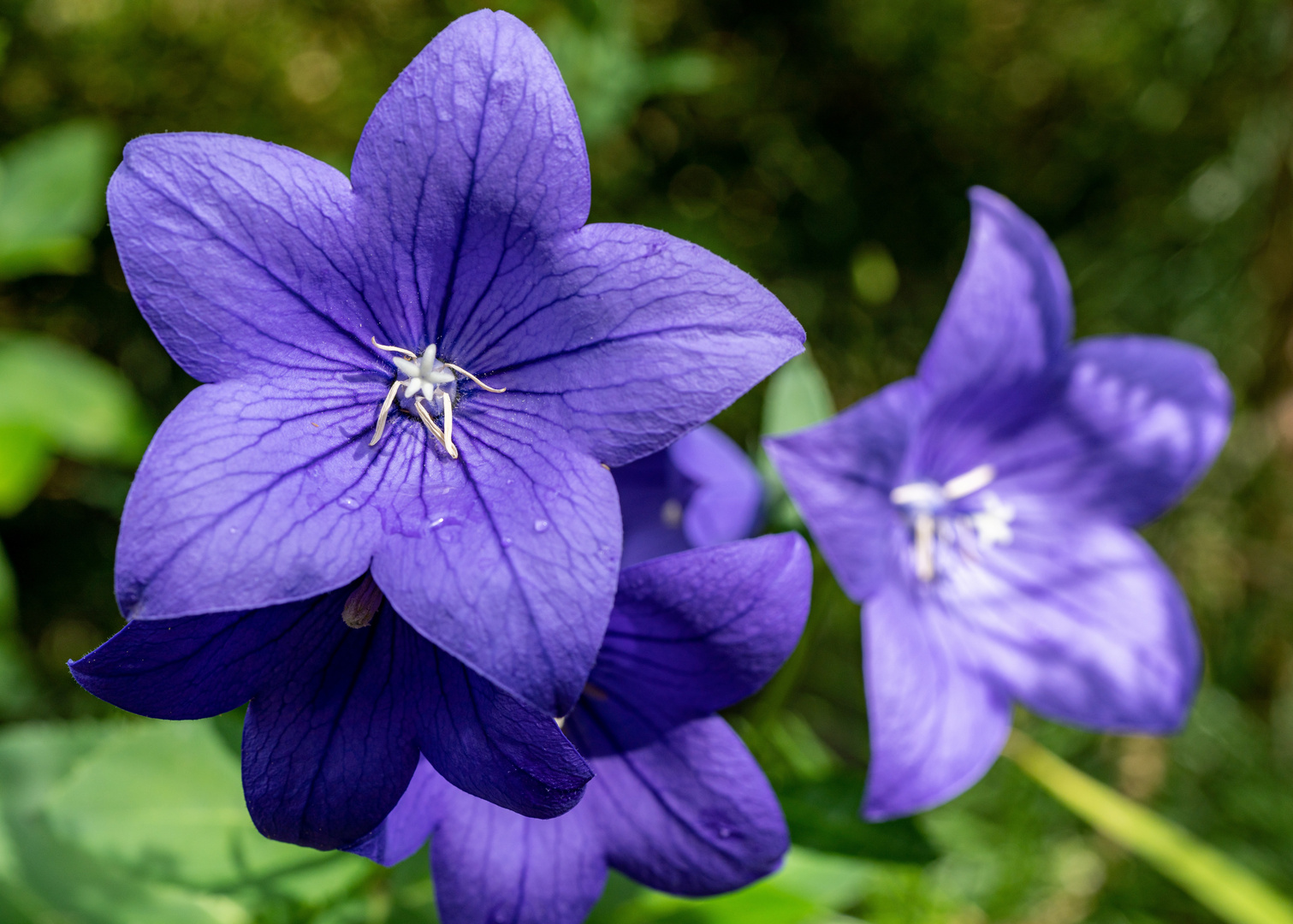 Blüten im heimischen Garten