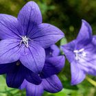 Blüten im heimischen Garten