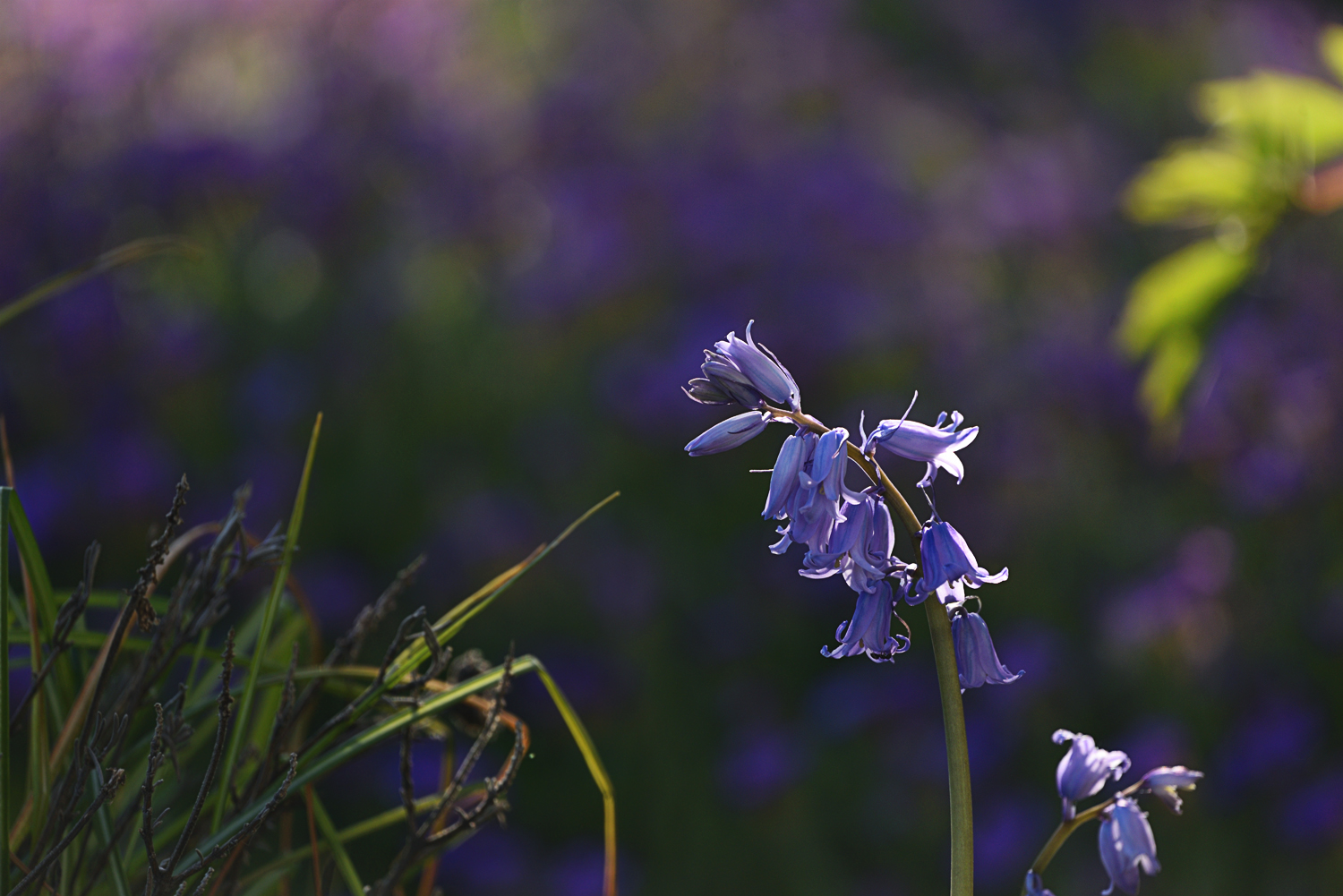 Blüten im heimischen Garten 