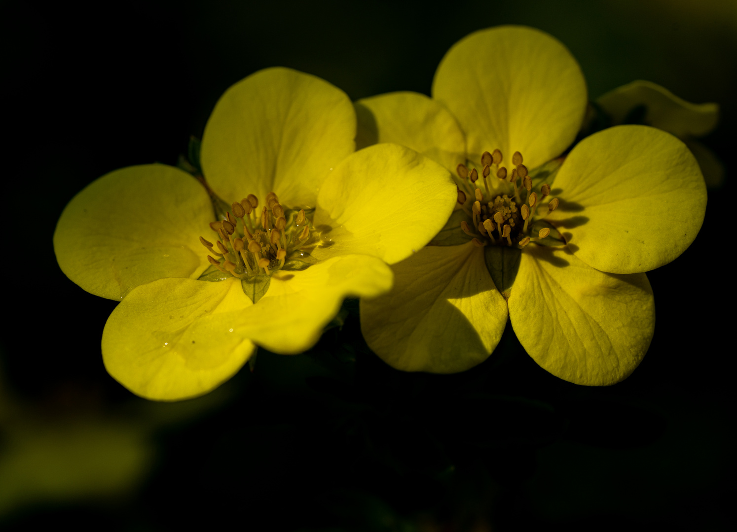 Blüten im heimischen Garten