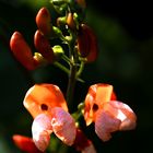 Blüten im heimischen Garten