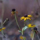 Blüten im Herbst