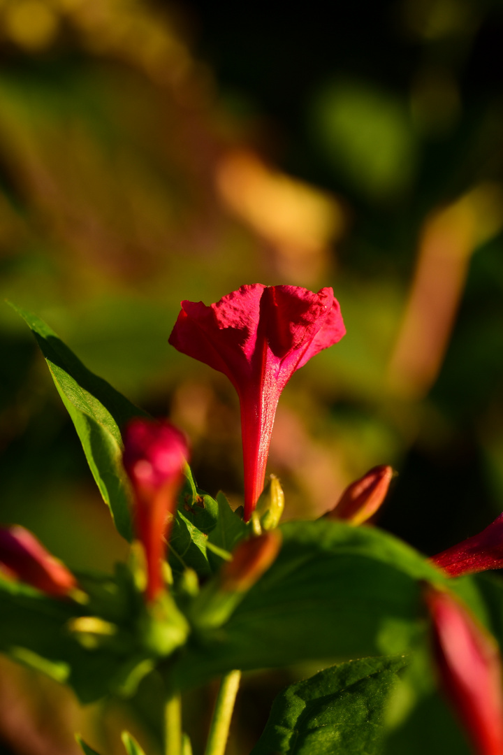 Blüten im Herbst