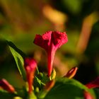 Blüten im Herbst