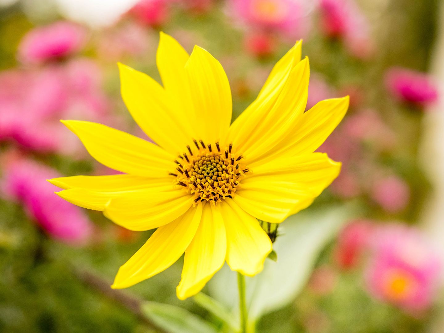 Blüten im Herbst