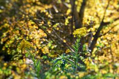 Blüten im Herbst