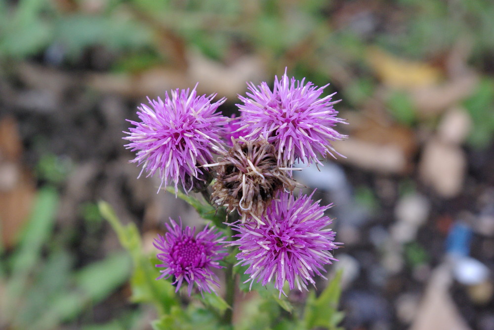 Blüten im Herbst