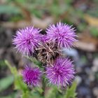 Blüten im Herbst