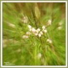 °°°° Blüten im Herbst °°°°