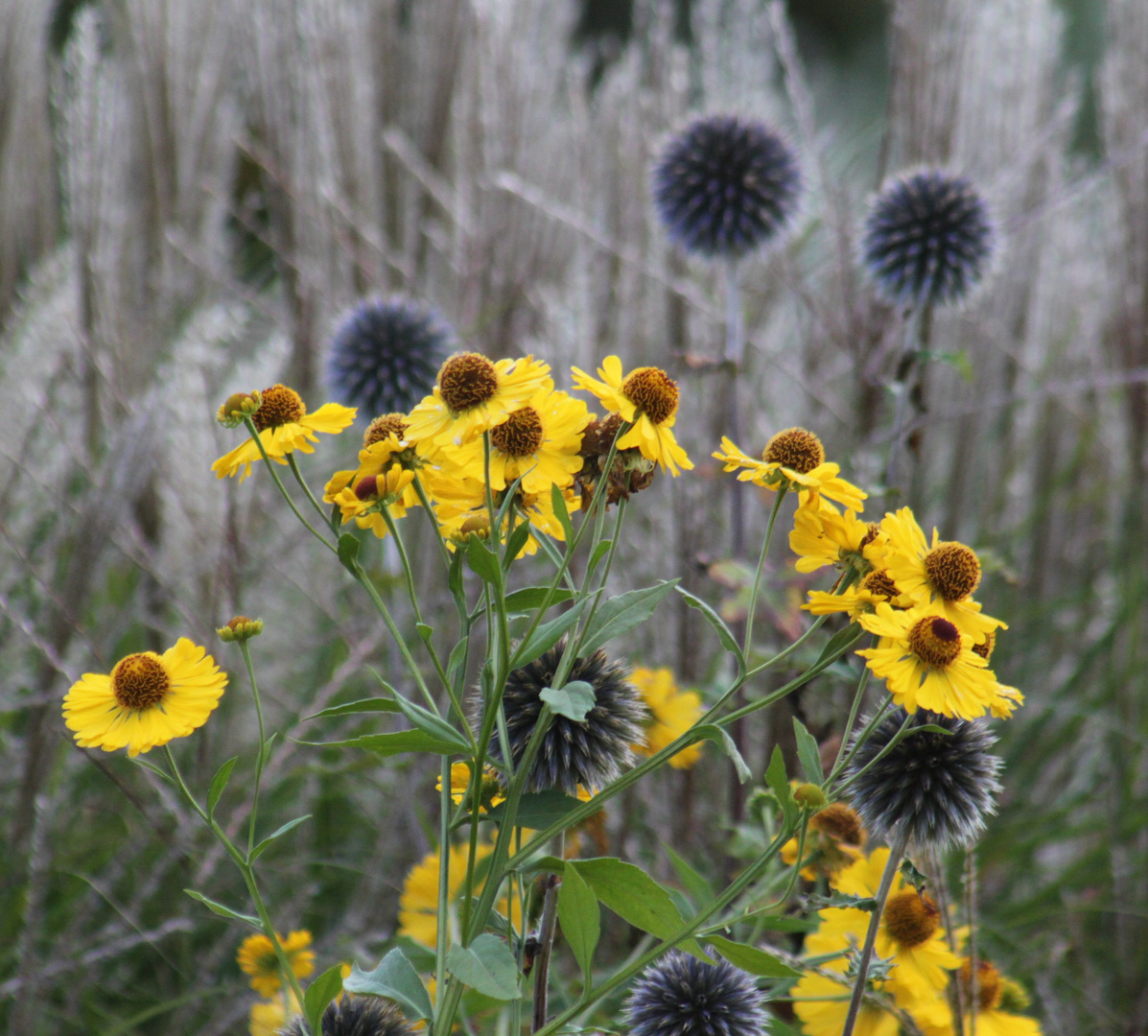 Blüten im Herbst