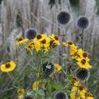 Blüten im Herbst