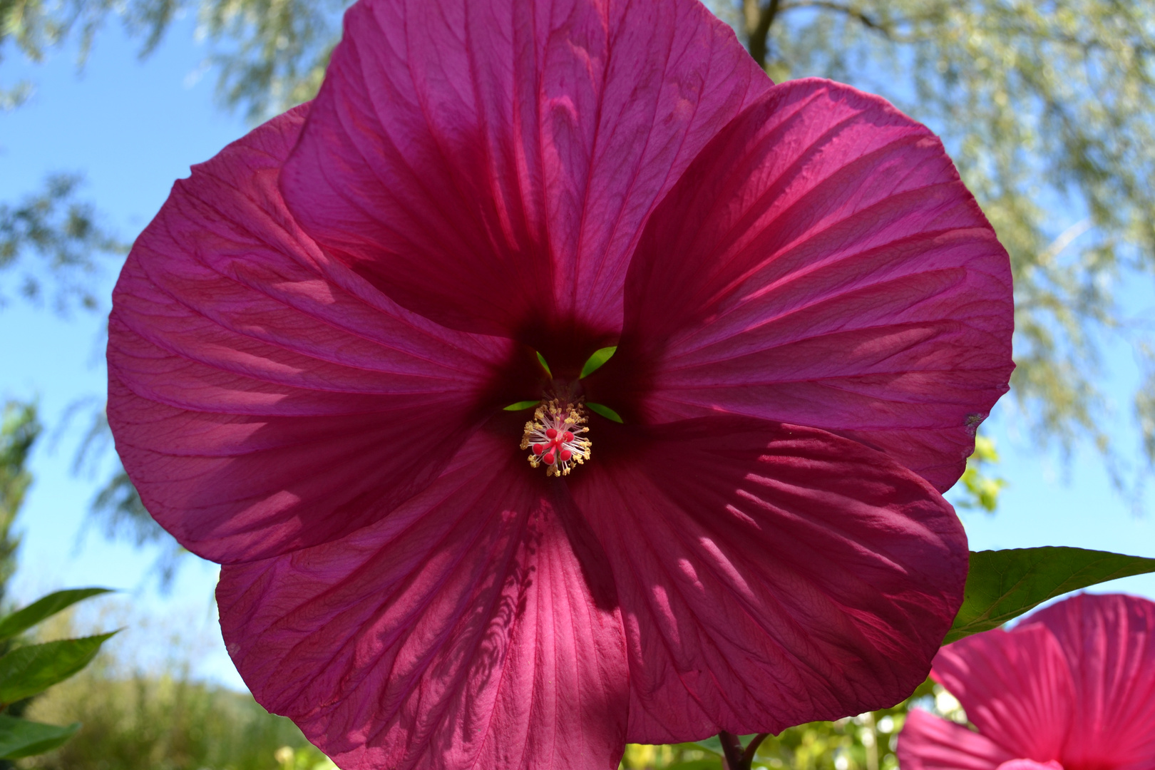 Blüten im Herbst