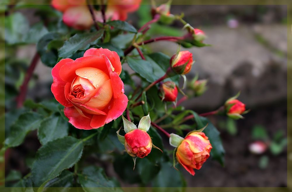 Blüten im Herbst