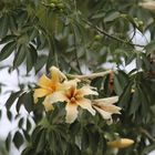 Blüten im Herbst  (I)