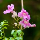 Blüten im Herbst  (II)