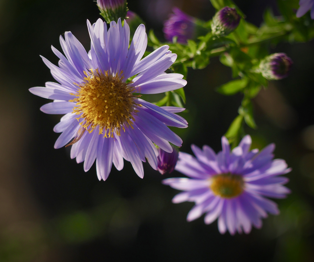 Blüten im Herbstgarten