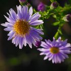 Blüten im Herbstgarten