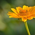 Blüten im Hochsommer