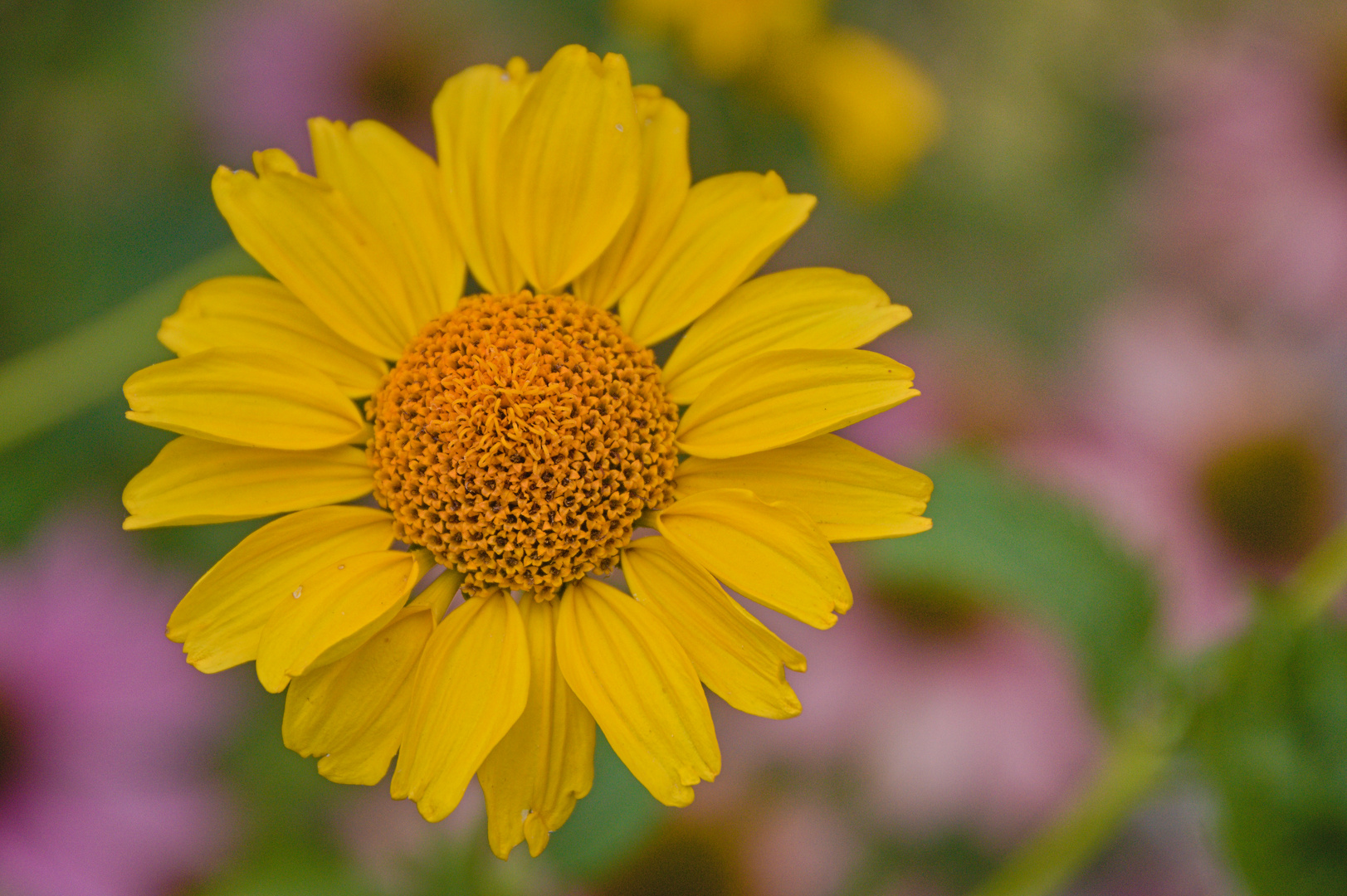 Blüten im Hochsommer