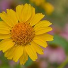 Blüten im Hochsommer