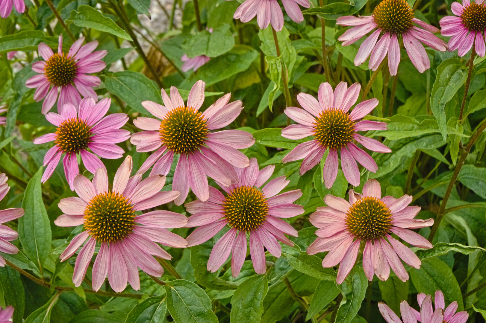 Blüten im Hochsommer