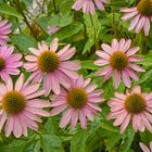 Blüten im Hochsommer