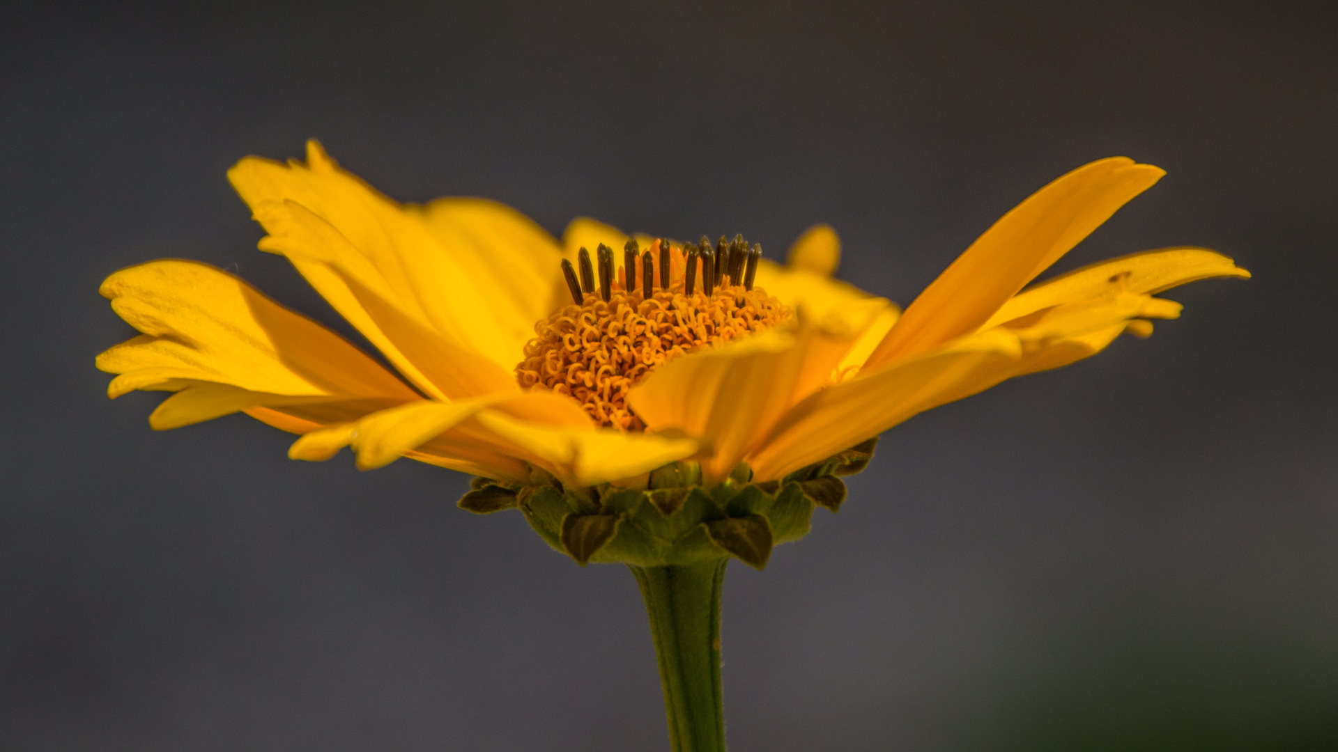 Blüten im Hochsommer