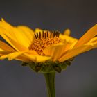 Blüten im Hochsommer