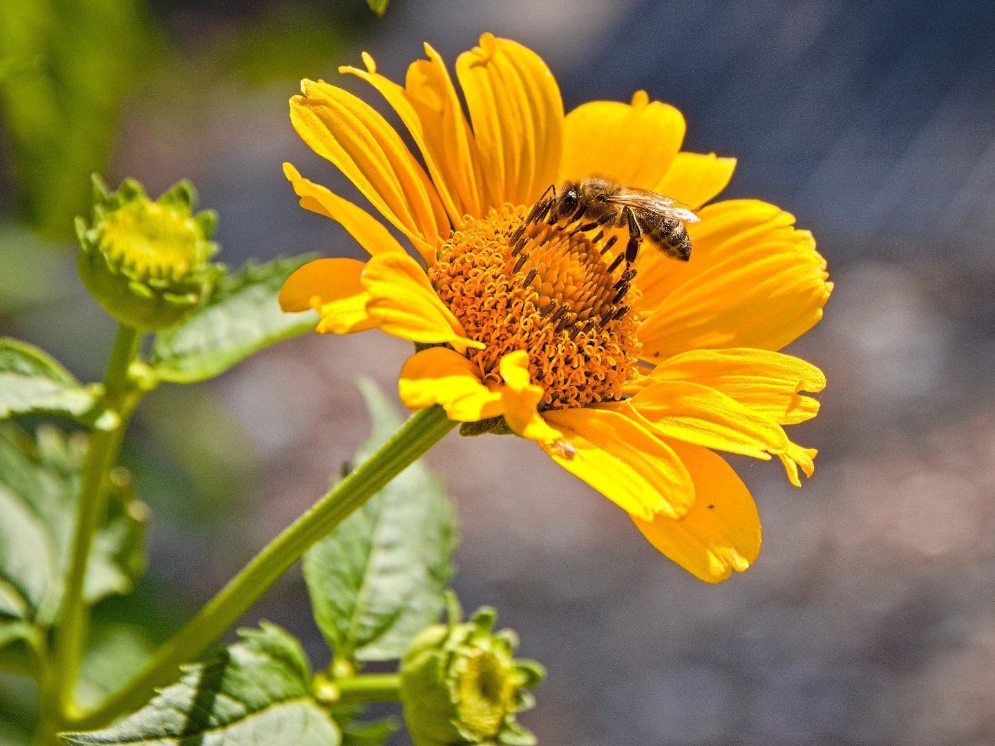 Blüten im Hochsommer