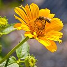 Blüten im Hochsommer