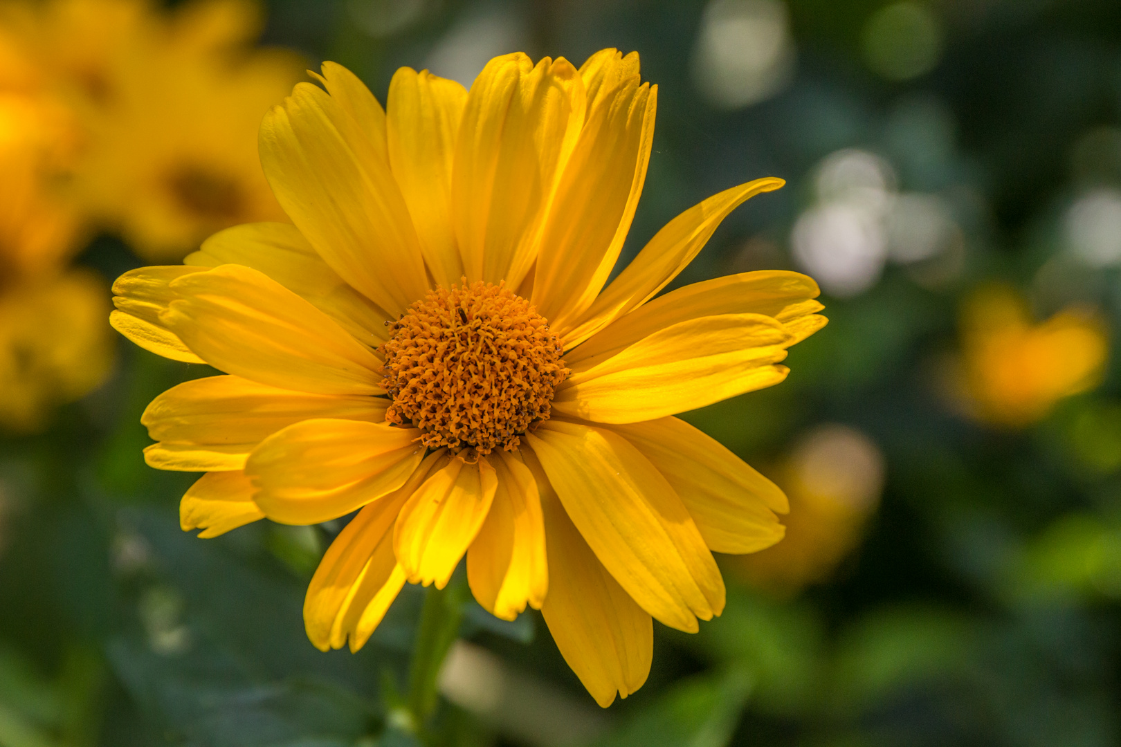 Blüten im Hochsommer