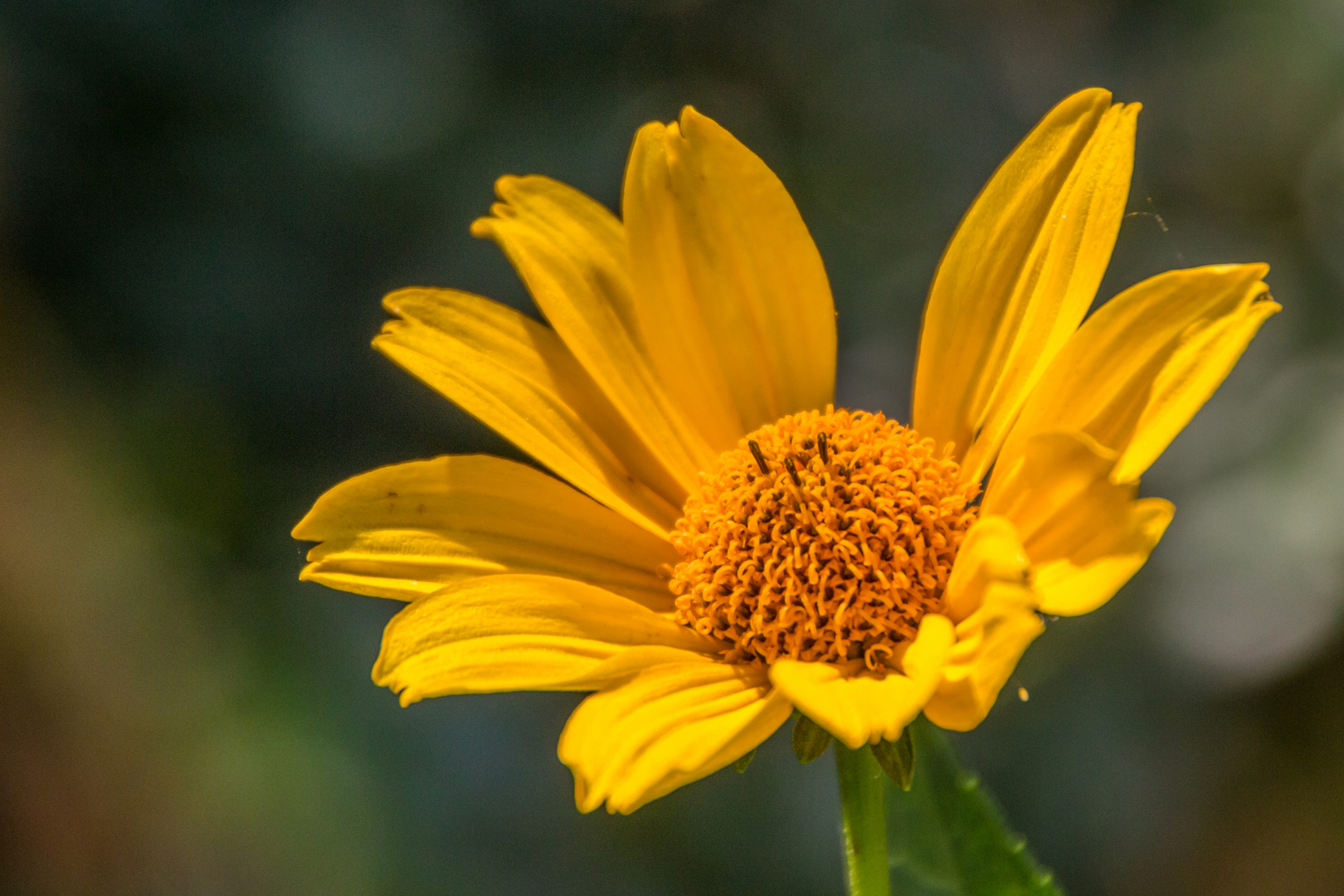 Blüten im Hochsommer