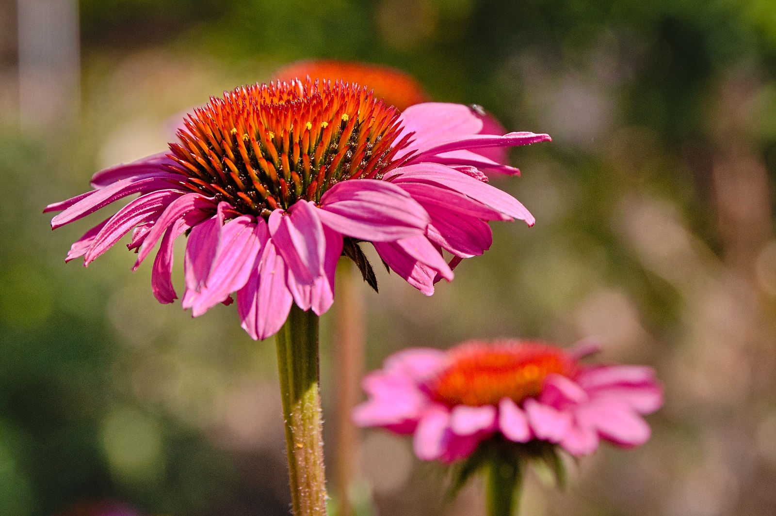 Blüten im Hochsommer