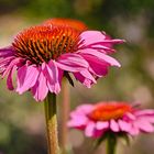 Blüten im Hochsommer