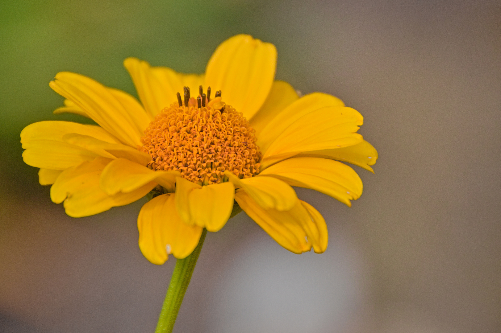 Blüten im Hochsommer