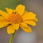 Blüten im Hochsommer