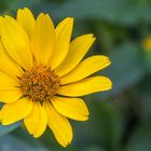 Blüten im Hochsommer